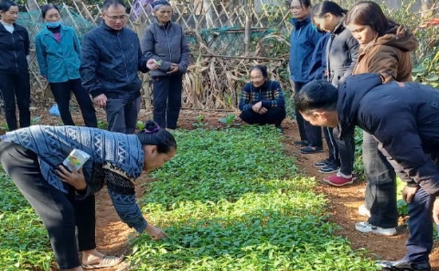 Hiệu quả thiết thực từ chuyển đổi thuốc lá sang cây trồng khác